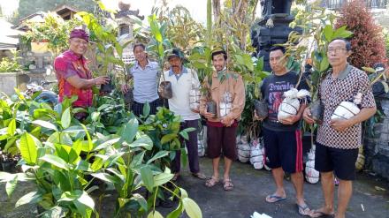 Realisasikan Bantuan Katahanan Pangan, Perbekel Desa Gobleg serahkan 2000 Bibit Manggis dan Durian 